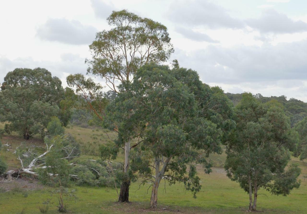 Wallabies Rest Ben Bullen Exterior photo